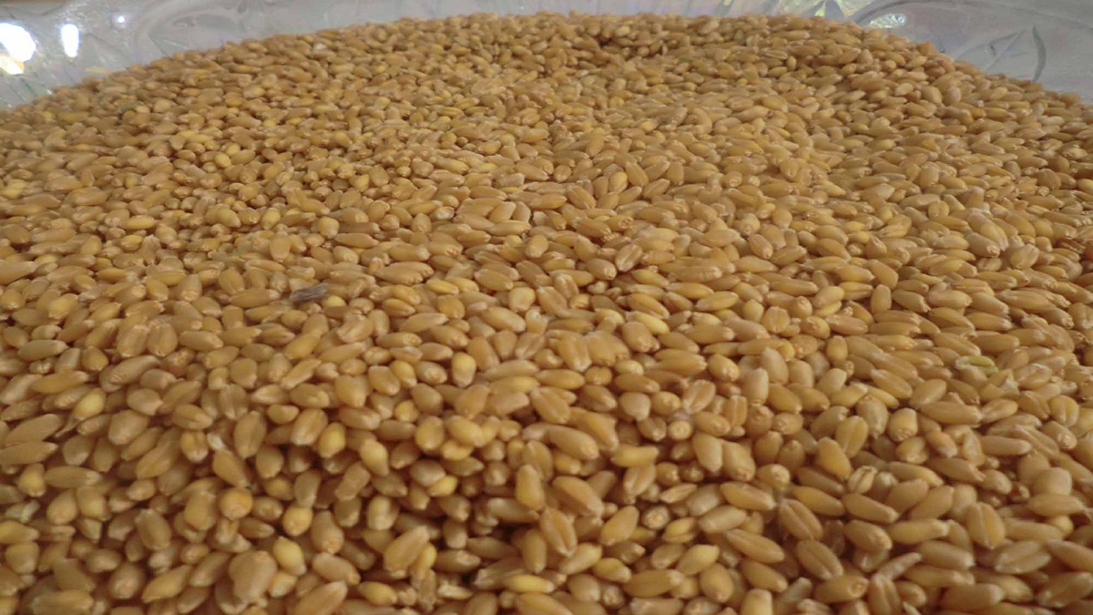 مصدر حكومي: سوريا اشترت 200 ألف طن من القمح