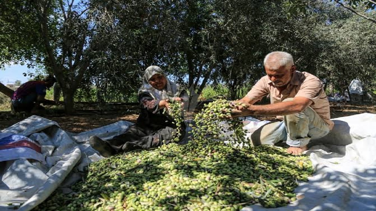 محصول الزيتون في إدلب.. بين حكومة الأسد جواً والإنقاذ براً