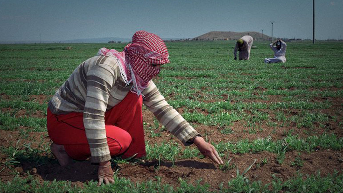 تداعيات الحرب على مزارعي "الذهب الأحمر" في سوريا